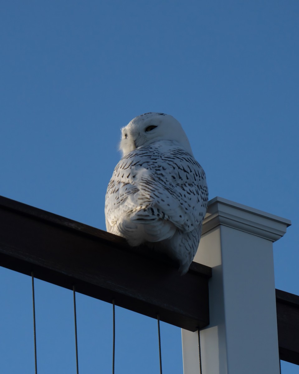 Snowy Owl - ML626551215