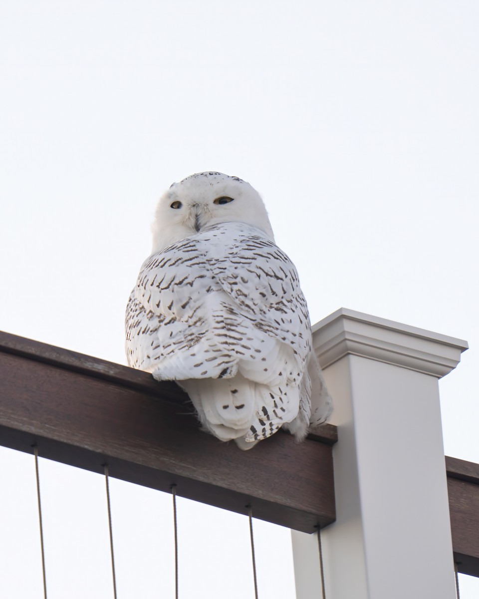 Snowy Owl - ML626551217