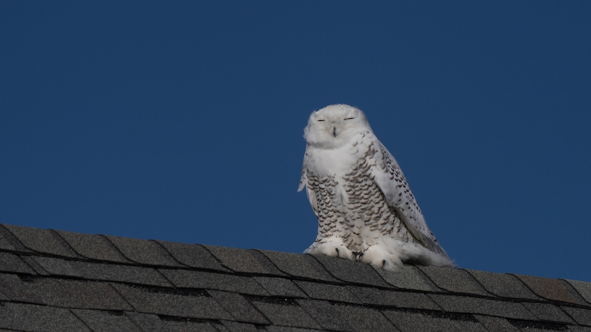 Snowy Owl - ML626551218