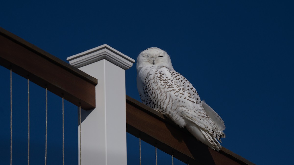 Snowy Owl - ML626551219