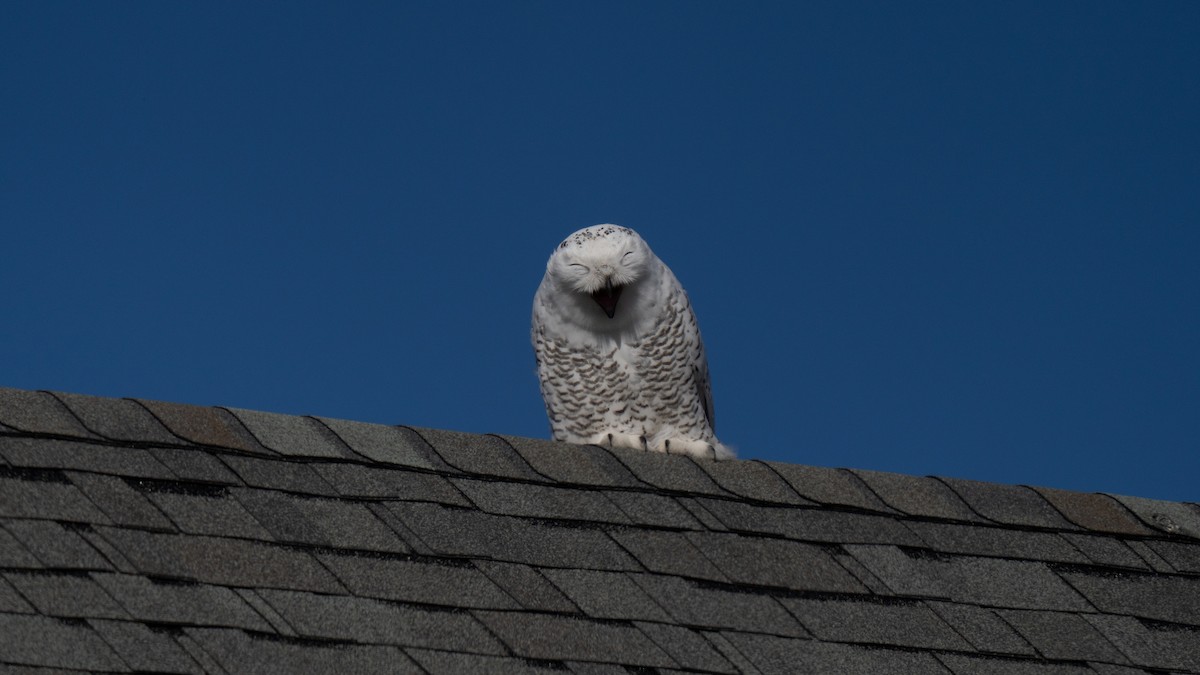 Snowy Owl - ML626551220