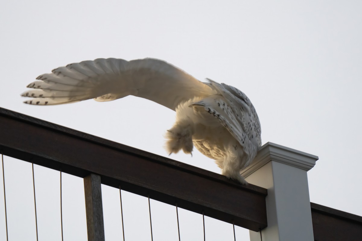 Snowy Owl - ML626551221