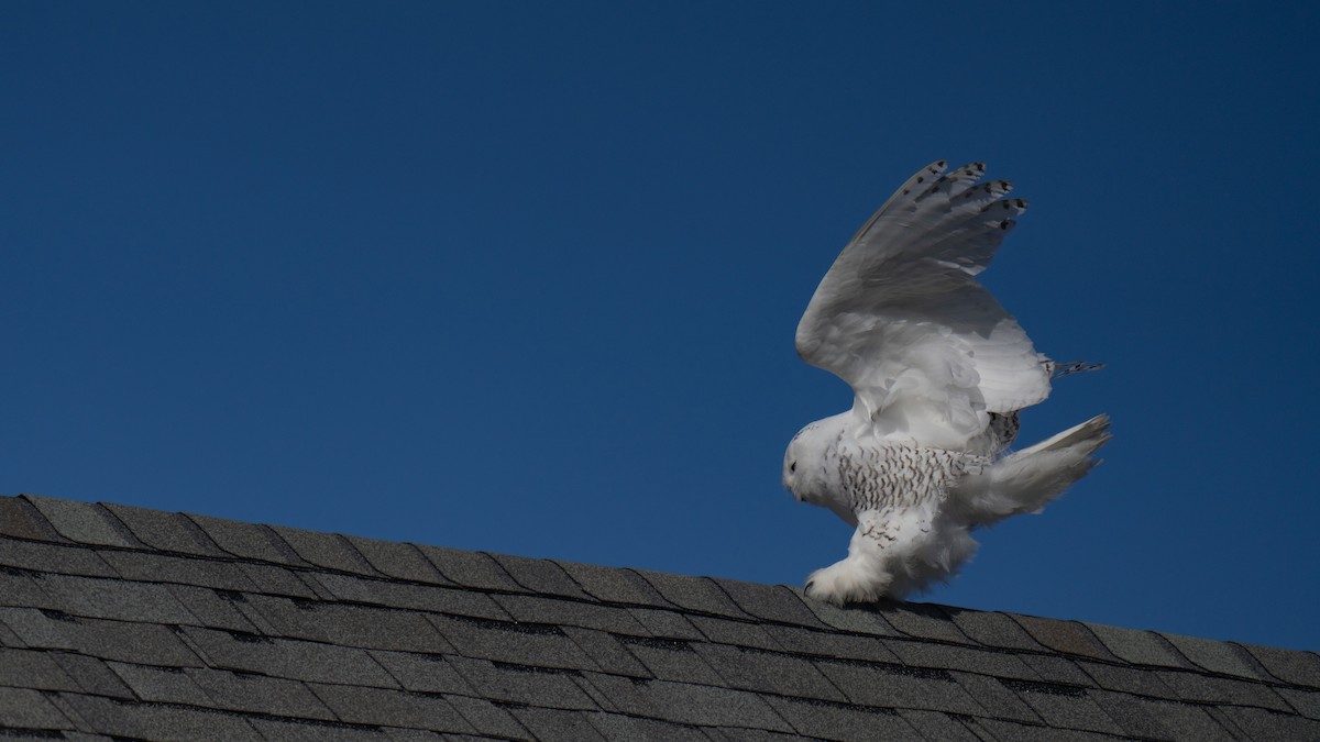 Snowy Owl - ML626551222