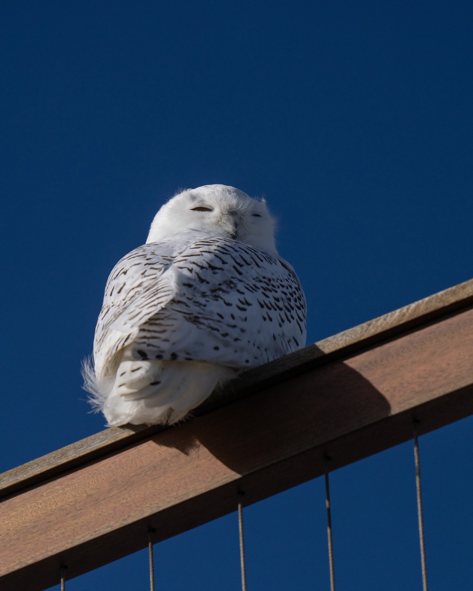 Snowy Owl - ML626551223