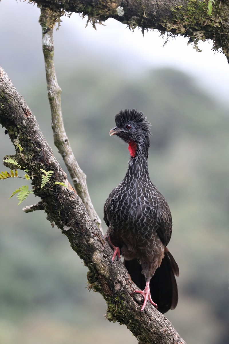 Andean Guan - ML626551272