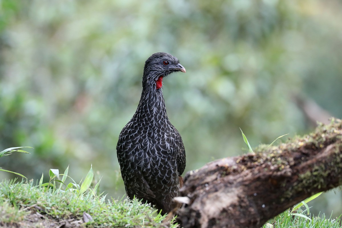 Andean Guan - ML626551273