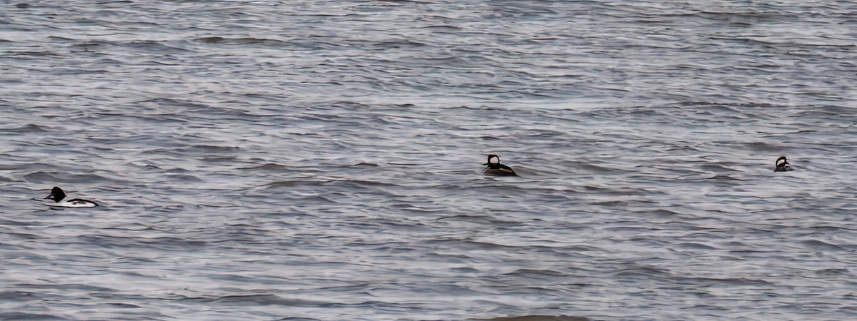 Hooded Merganser - ML626551293