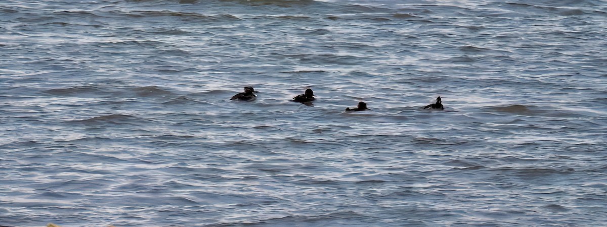 Hooded Merganser - ML626551294