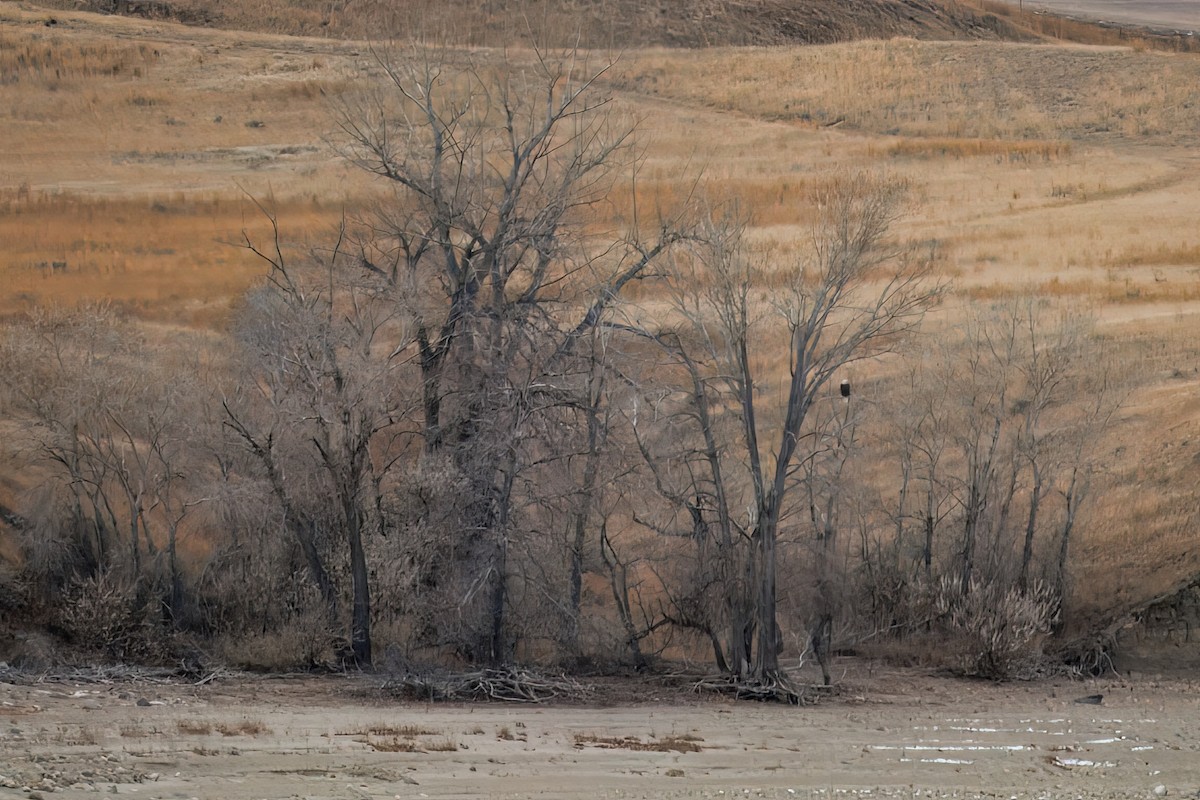 Bald Eagle - ML626551297