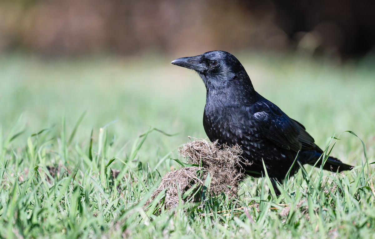 American Crow - ML626551341
