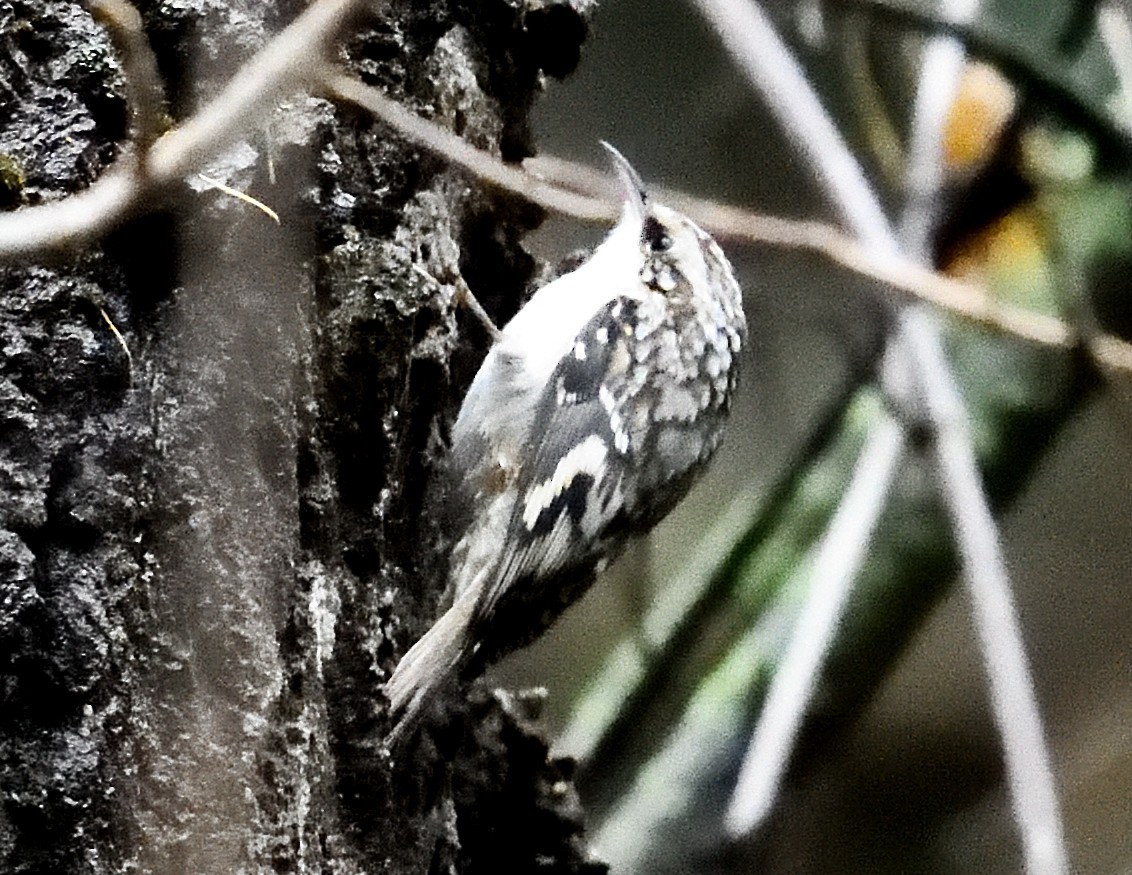 Brown Creeper - ML626551349