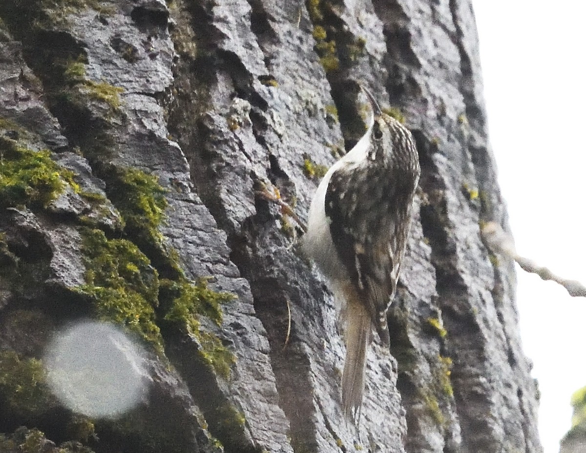 Brown Creeper - ML626551350