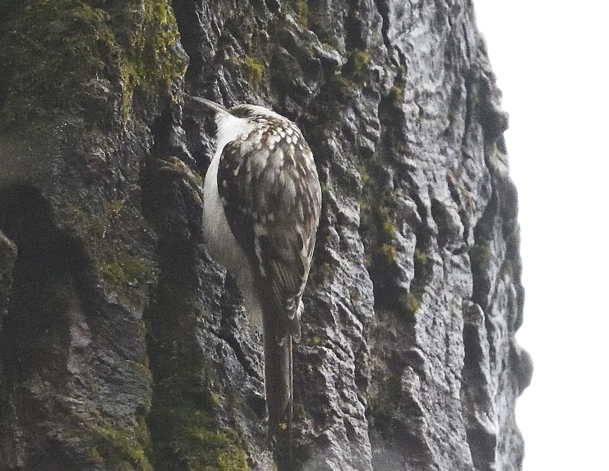 Brown Creeper - ML626551351