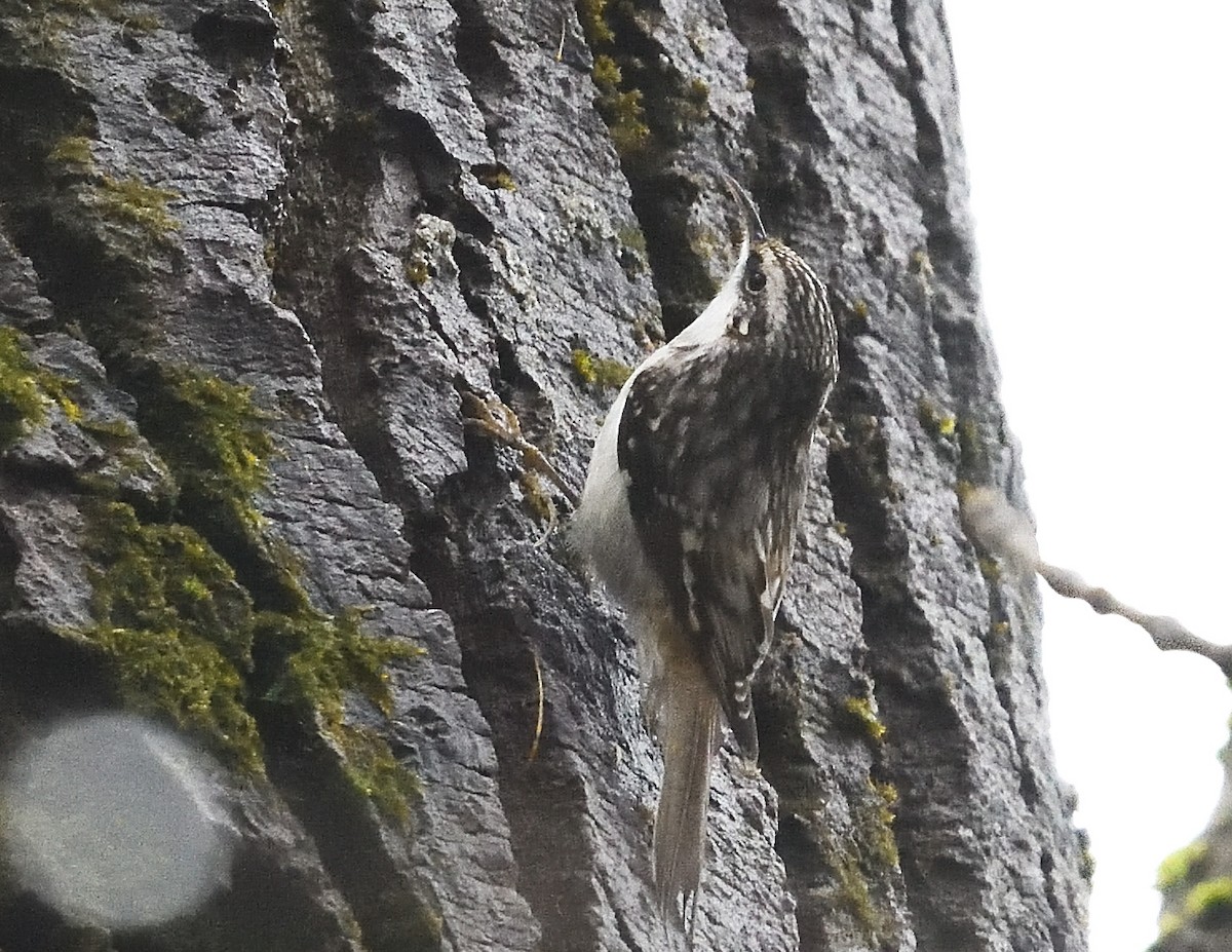 Brown Creeper - ML626551352