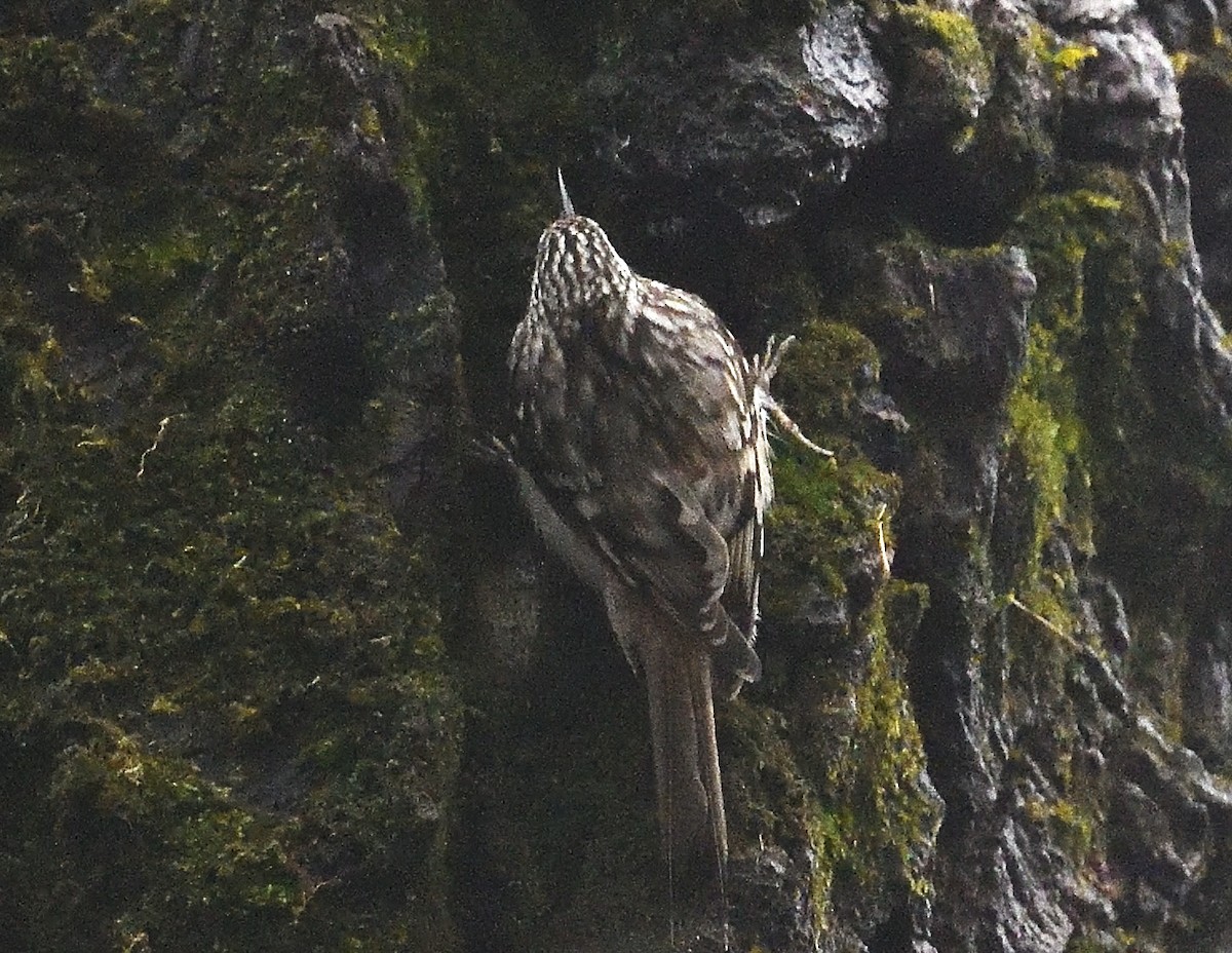 Brown Creeper - ML626551353