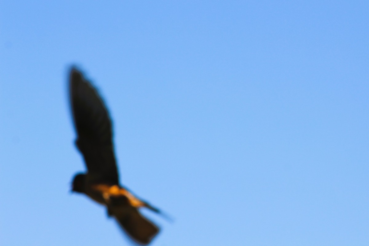 Barn Swallow - ML626551462