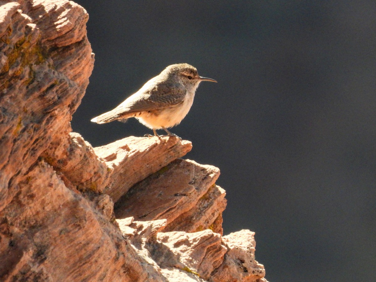 Rock Wren - ML626551519