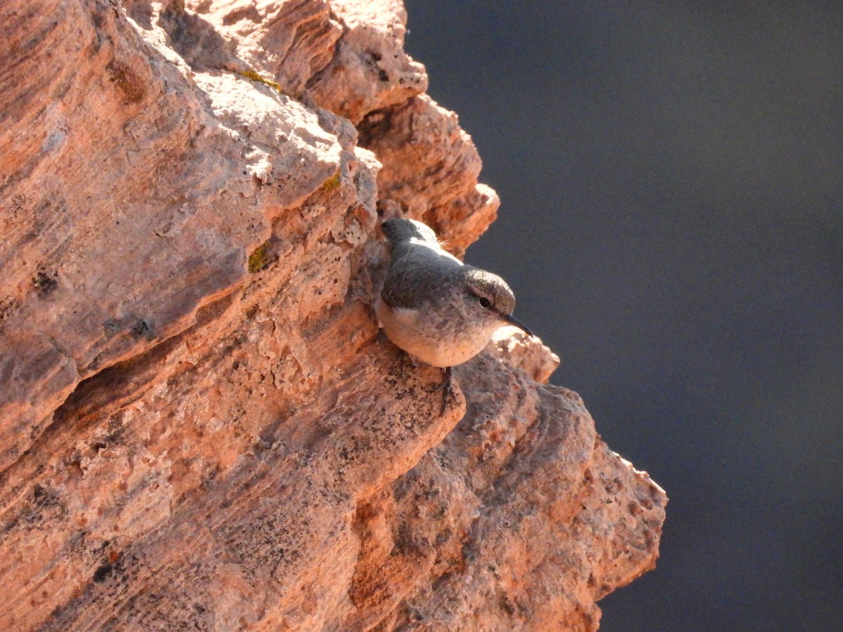 Rock Wren - ML626551520