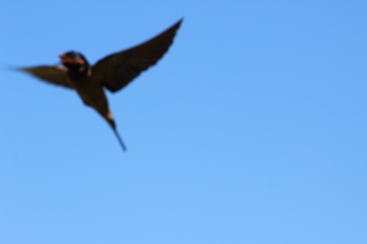 Barn Swallow - ML626551543