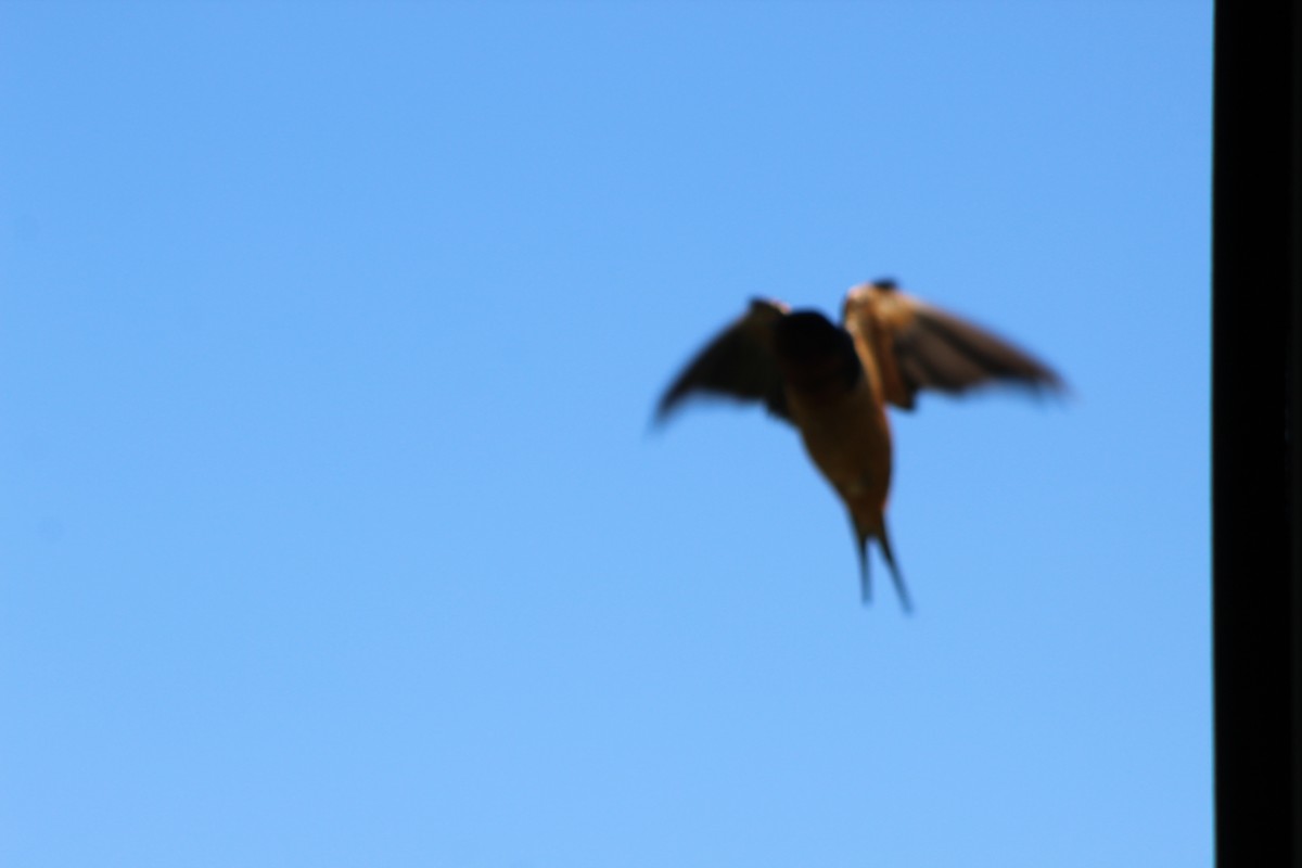 Barn Swallow - ML626551573