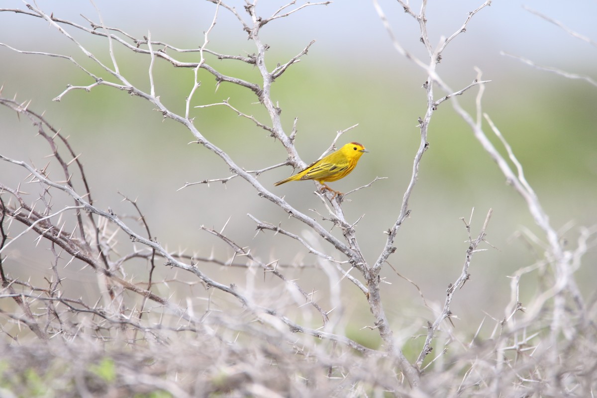 Northern/Mangrove Yellow Warbler - ML626551600