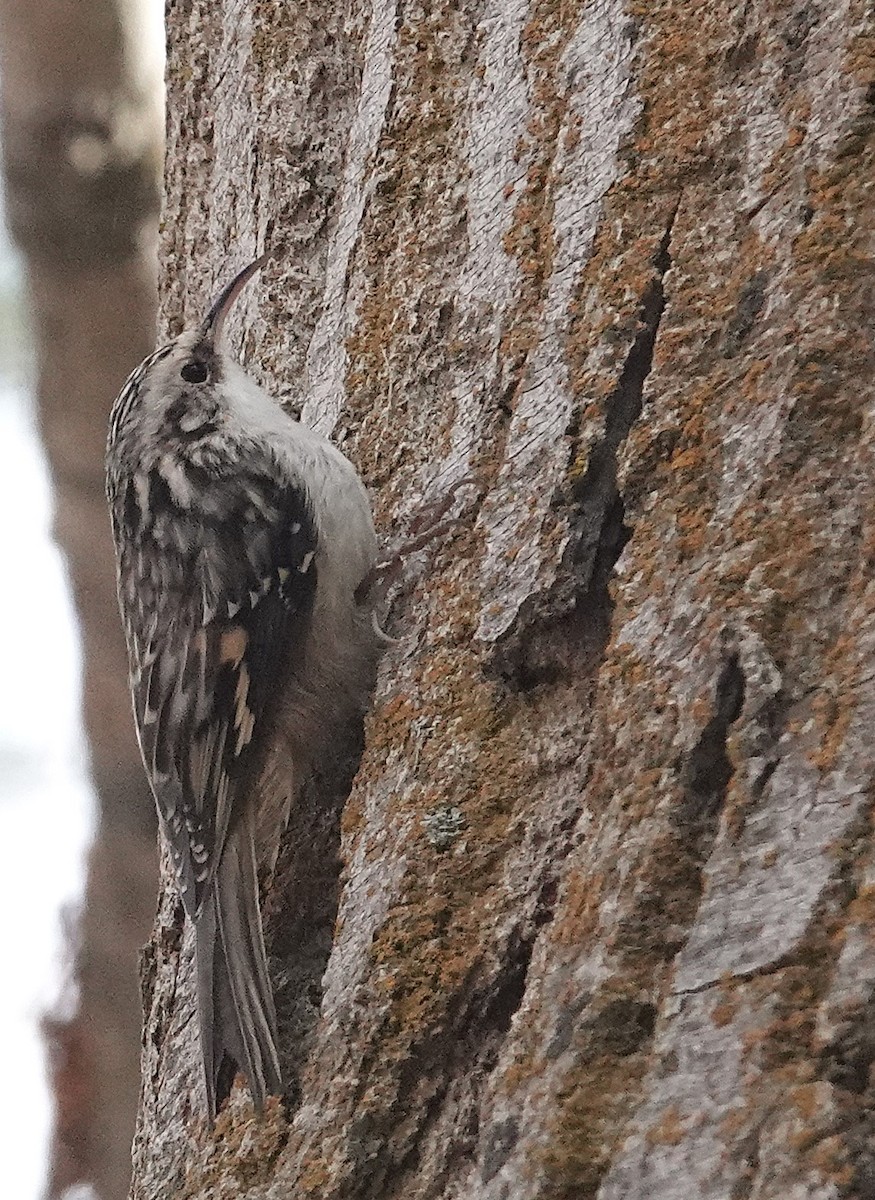 Brown Creeper - ML626551695