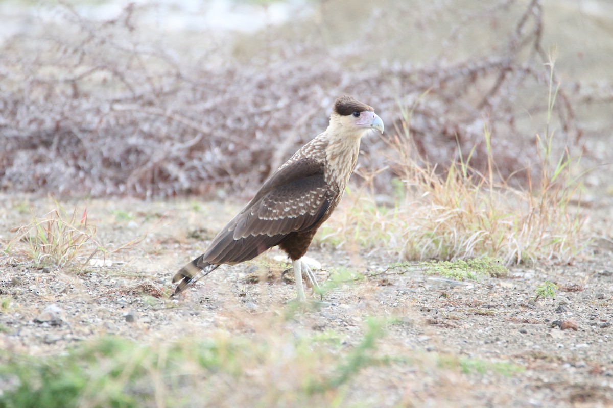 Crested Caracara - ML626551700
