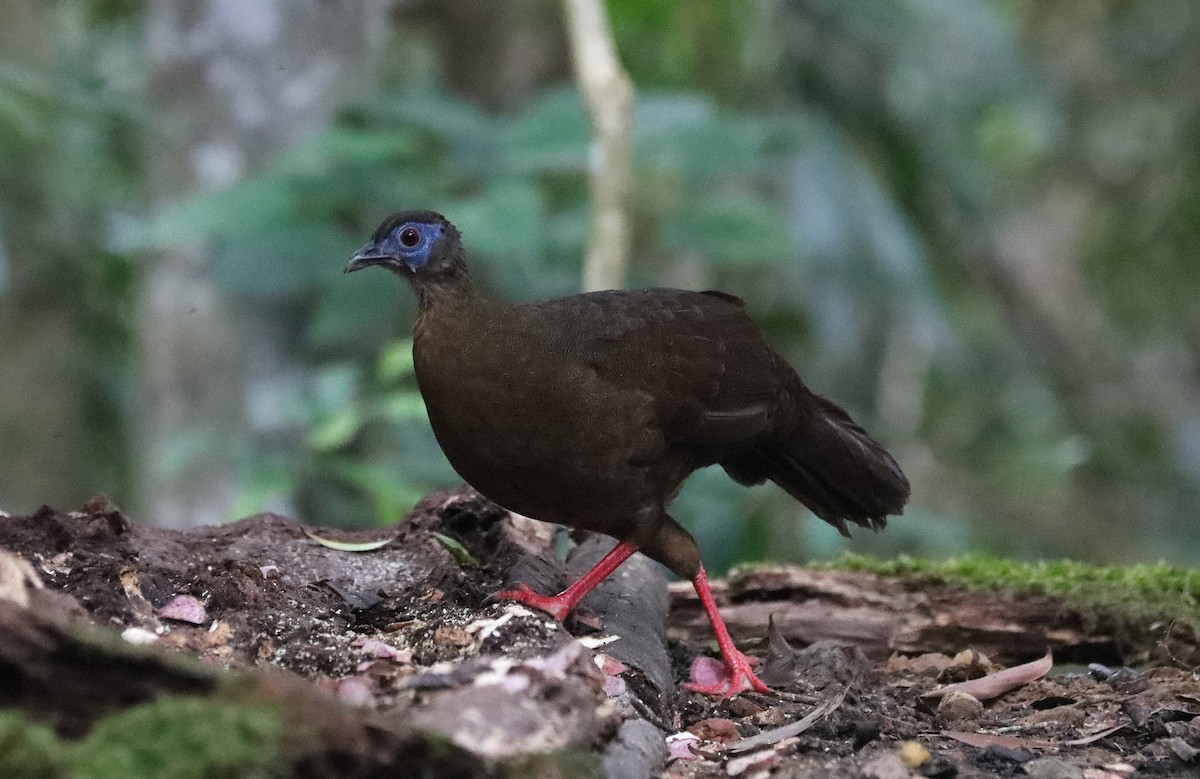 Bulwer's Pheasant - ML626551752