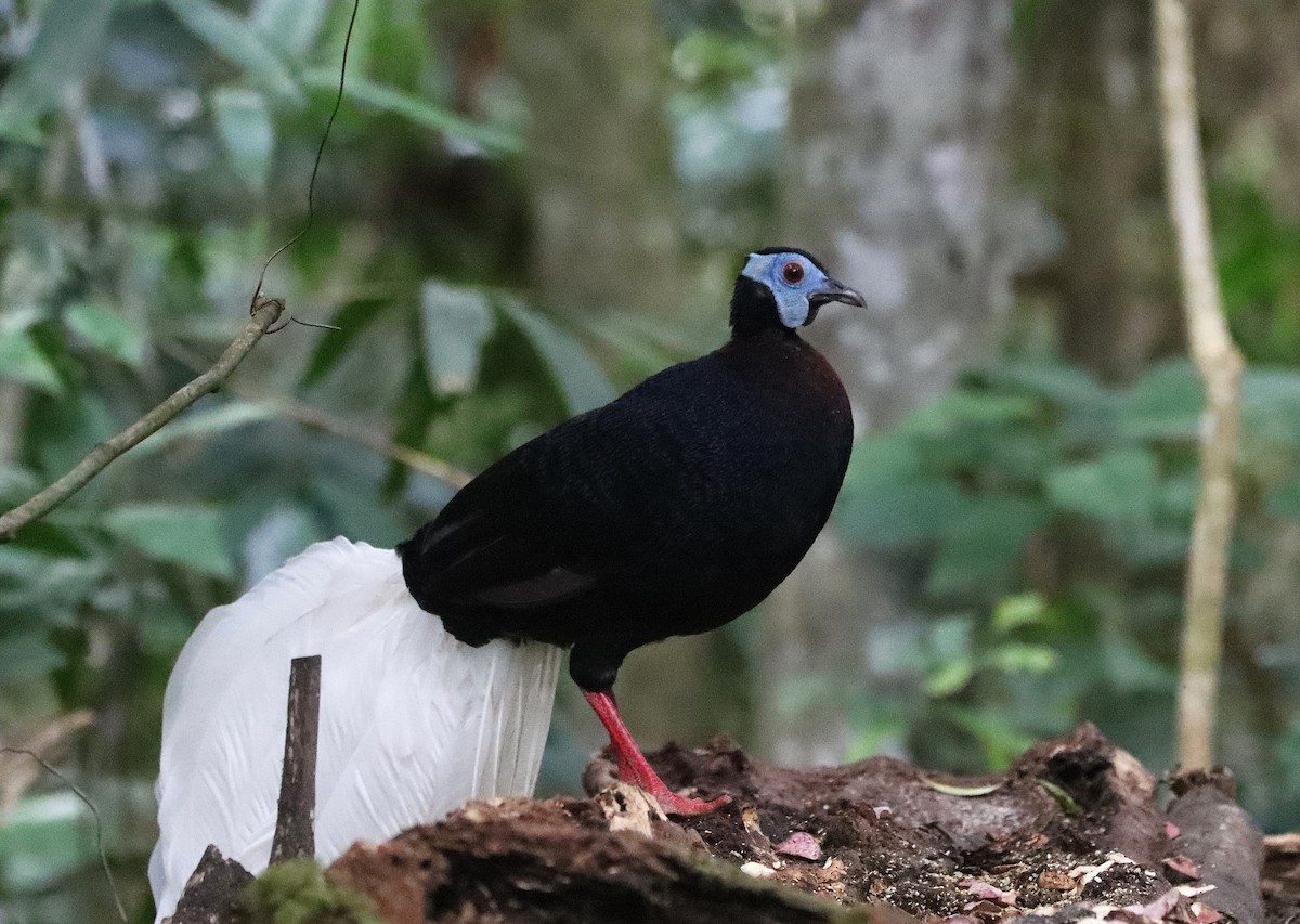 Bulwer's Pheasant - ML626551769