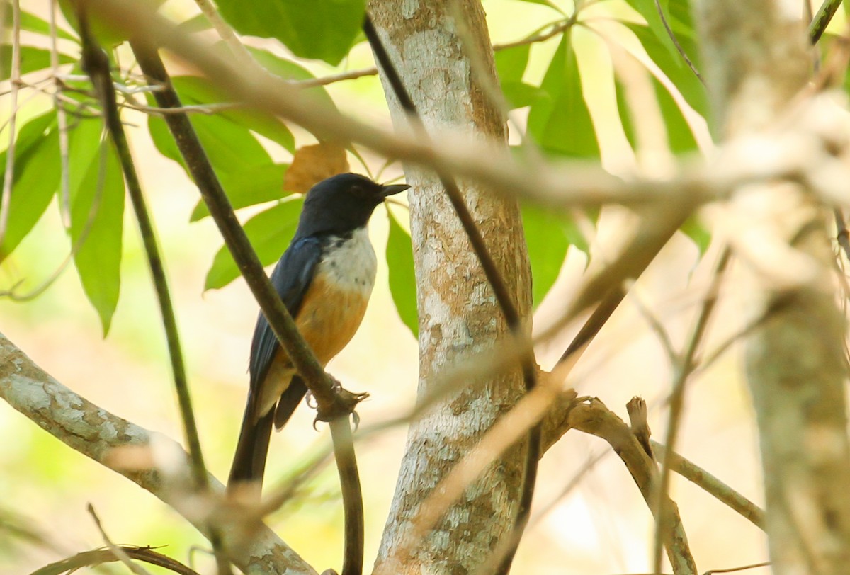 Kalao Blue Flycatcher - ML626551819