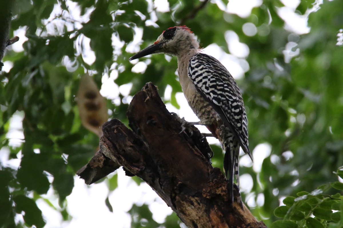 West Indian Woodpecker - ML626551914