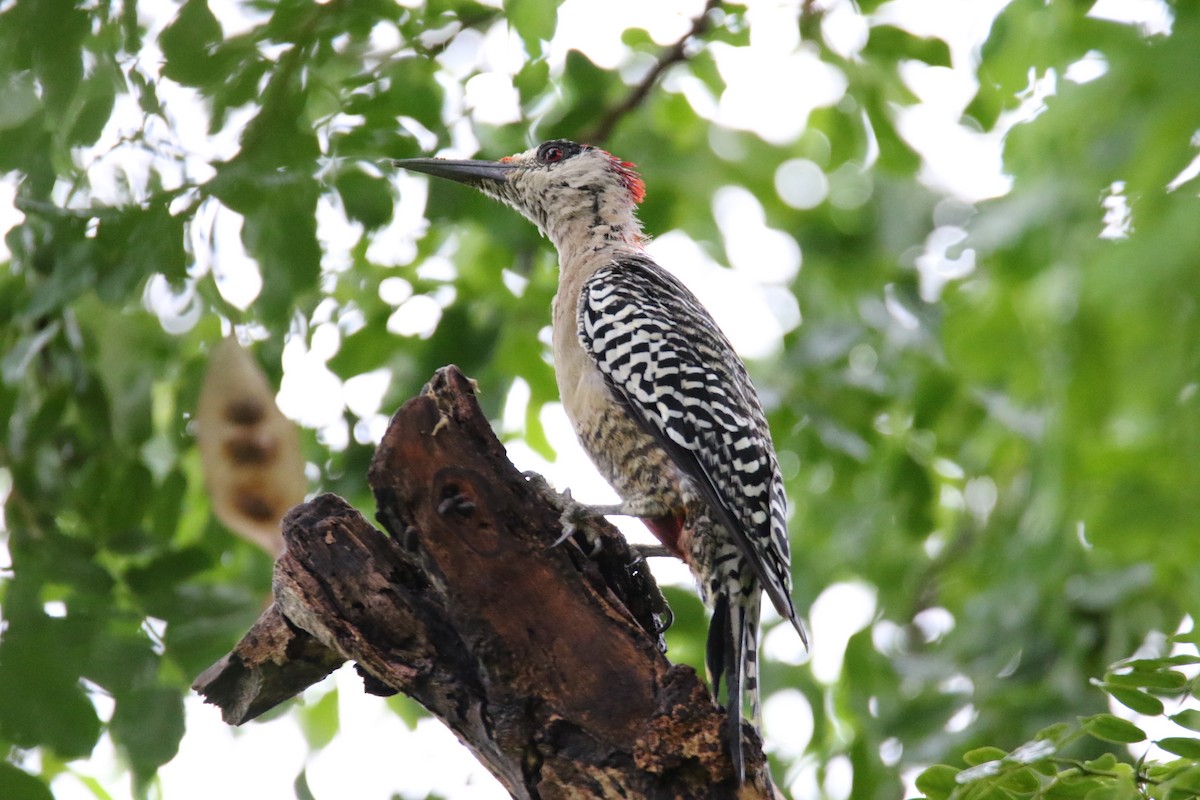 West Indian Woodpecker - ML626551915