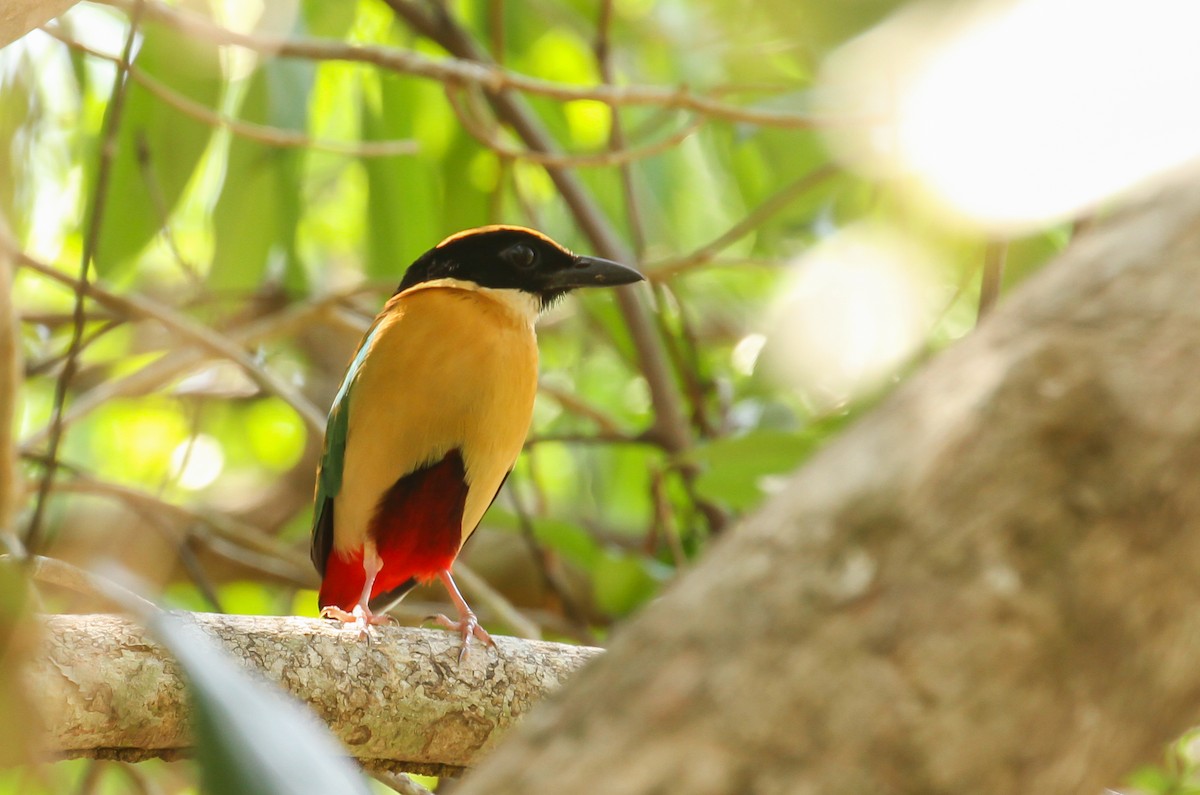 Elegant Pitta - ML626551933