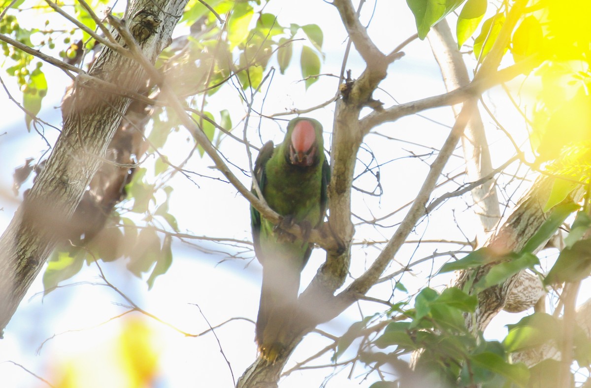 Great-billed Parrot - ML626552057