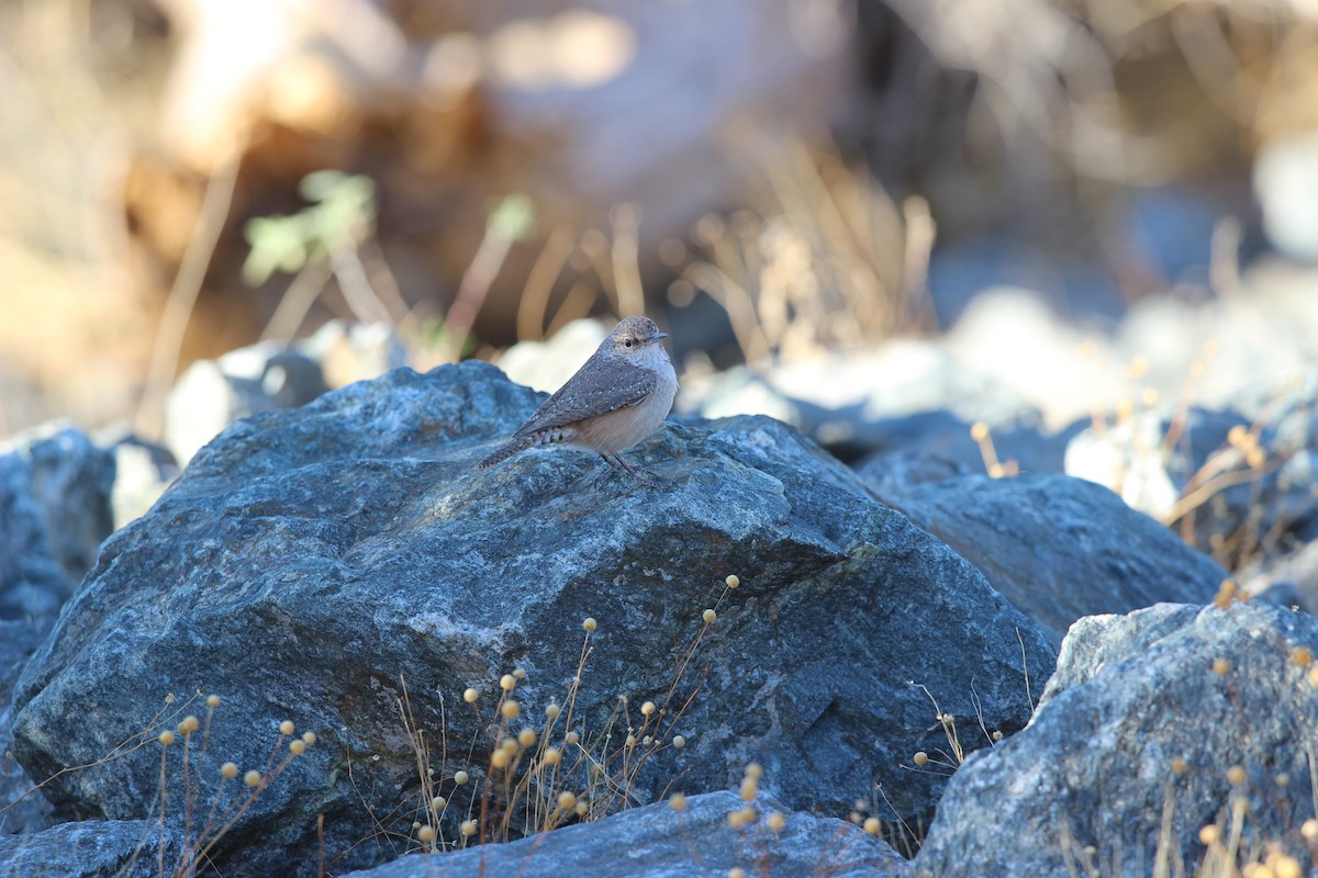 Rock Wren - ML626552092