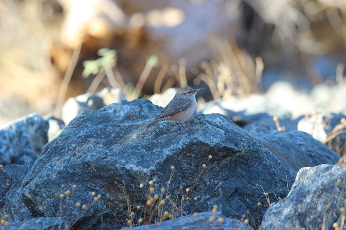 Rock Wren - ML626552093