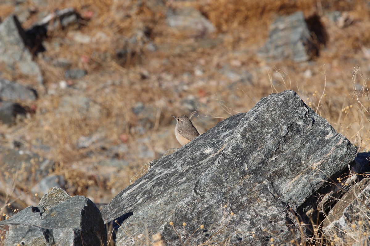 Rock Wren - ML626552095