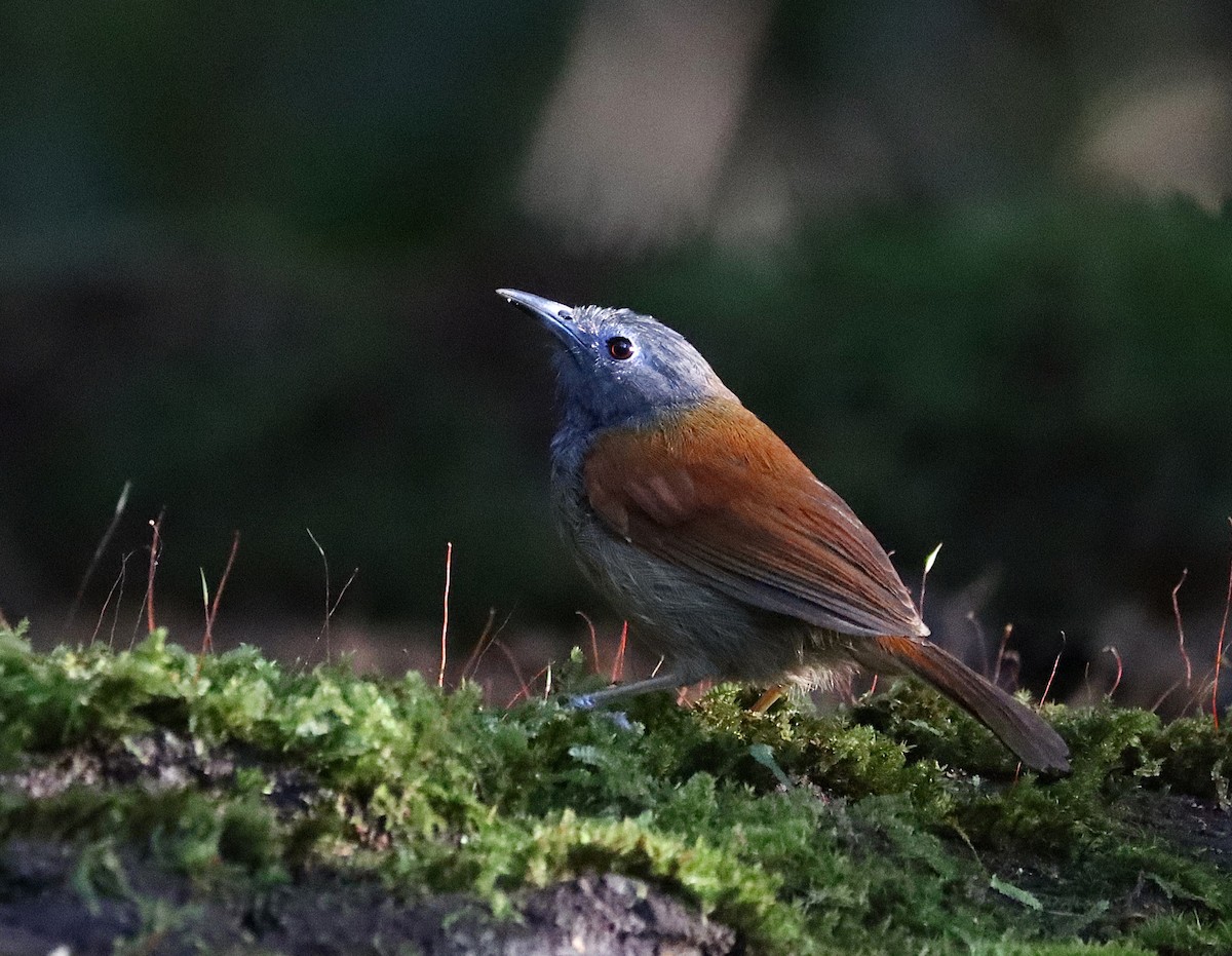 Gray-hooded Babbler - ML626552108