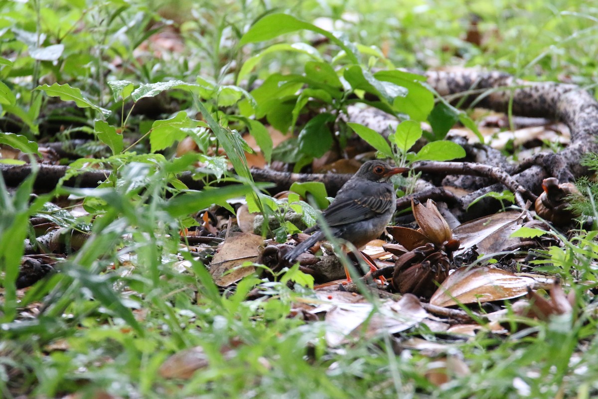 Western Red-legged Thrush - ML626552158