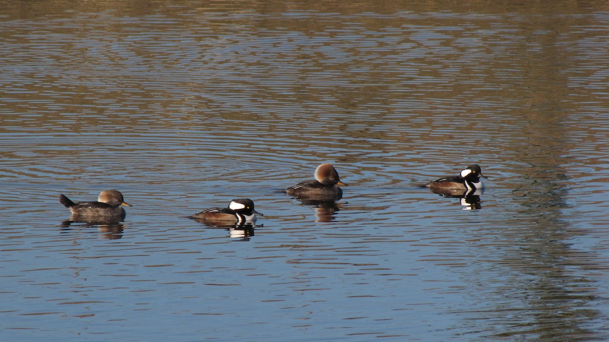 Hooded Merganser - ML626552228