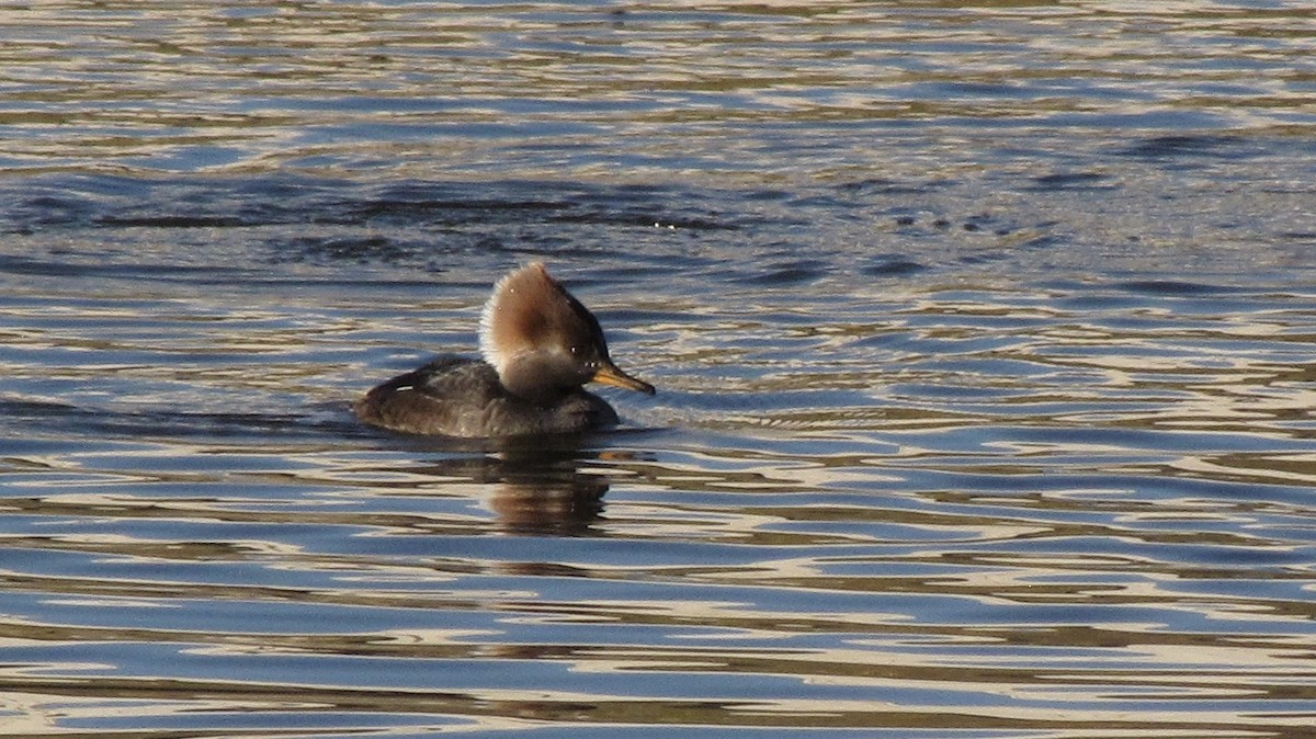 Hooded Merganser - ML626552275