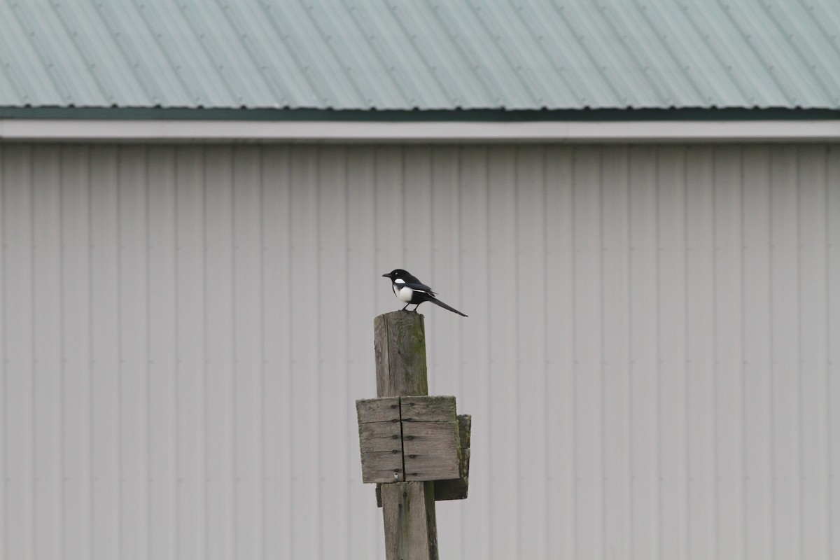 Black-billed Magpie - ML626552302