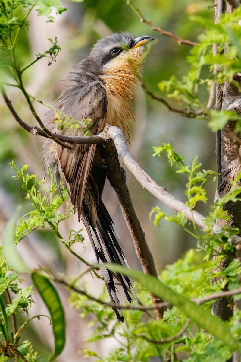 Mangrove Cuckoo - ML626552391
