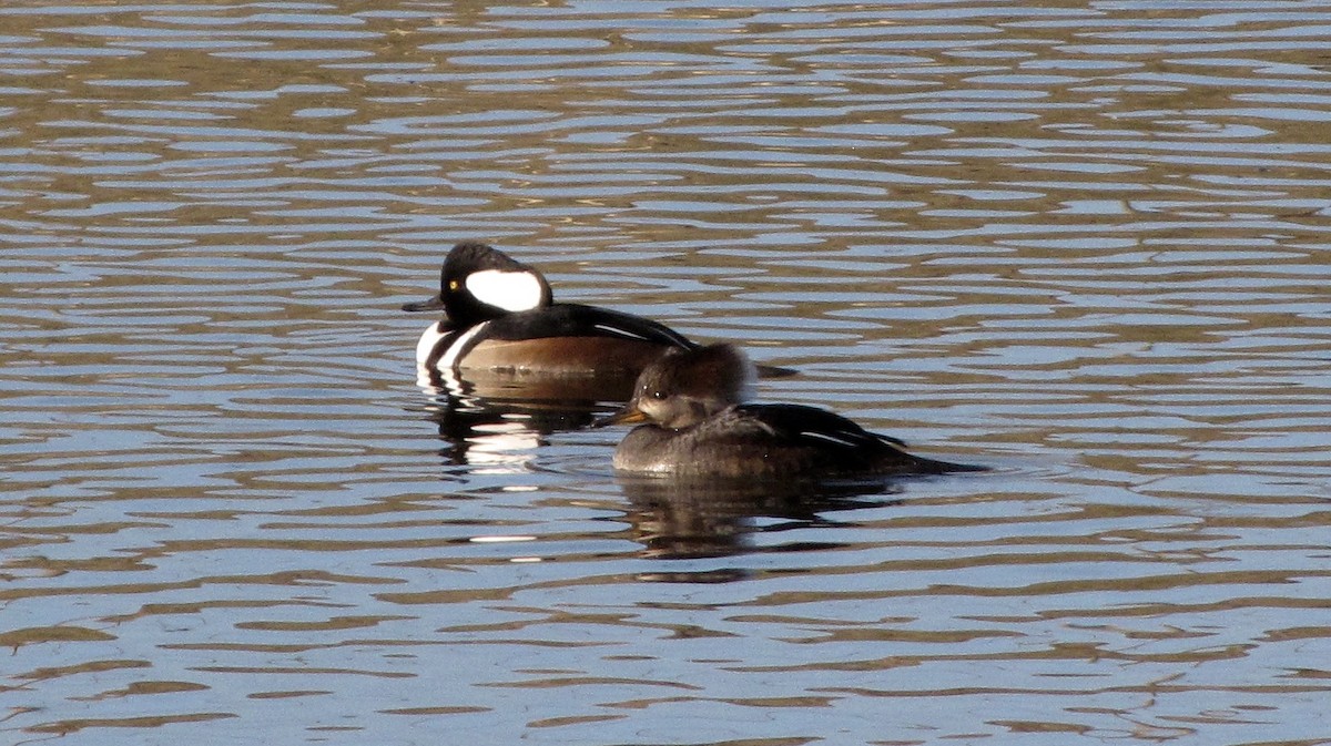Hooded Merganser - ML626552434