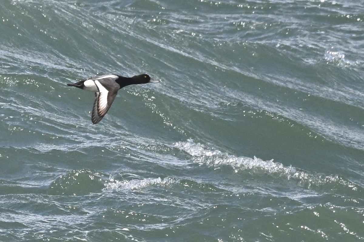 Greater Scaup - ML626552469