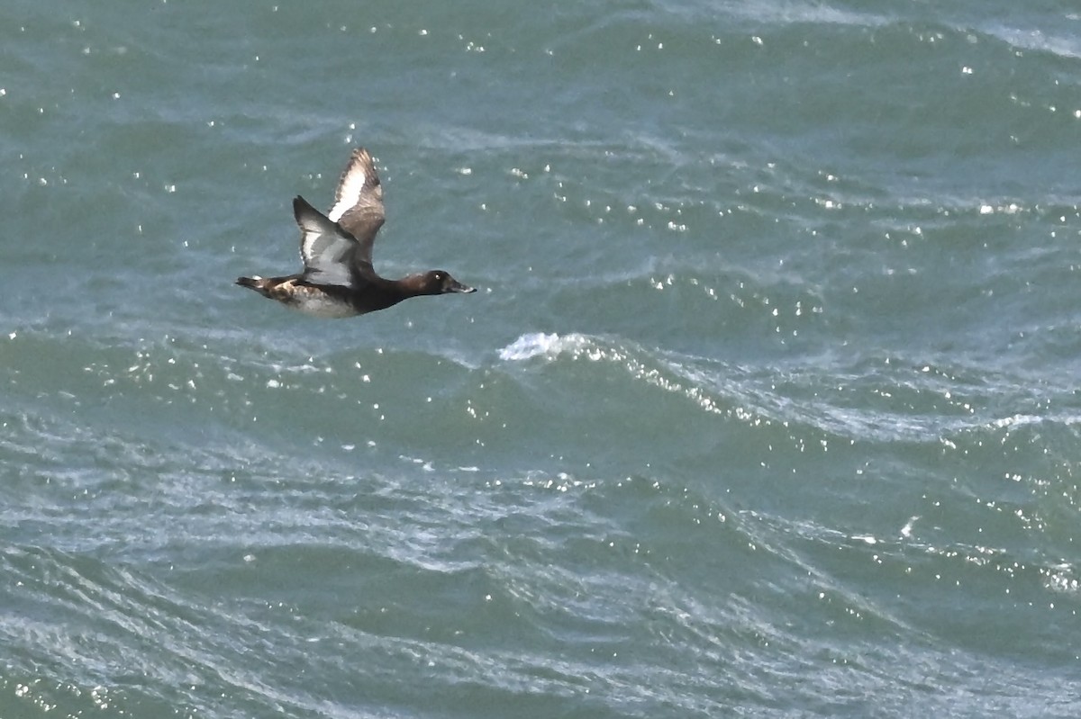 Greater Scaup - ML626552474