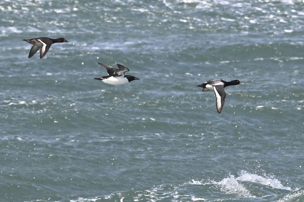 Greater Scaup - ML626552476