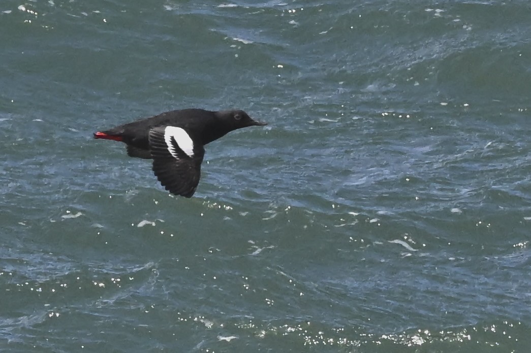 Pigeon Guillemot - ML626552529