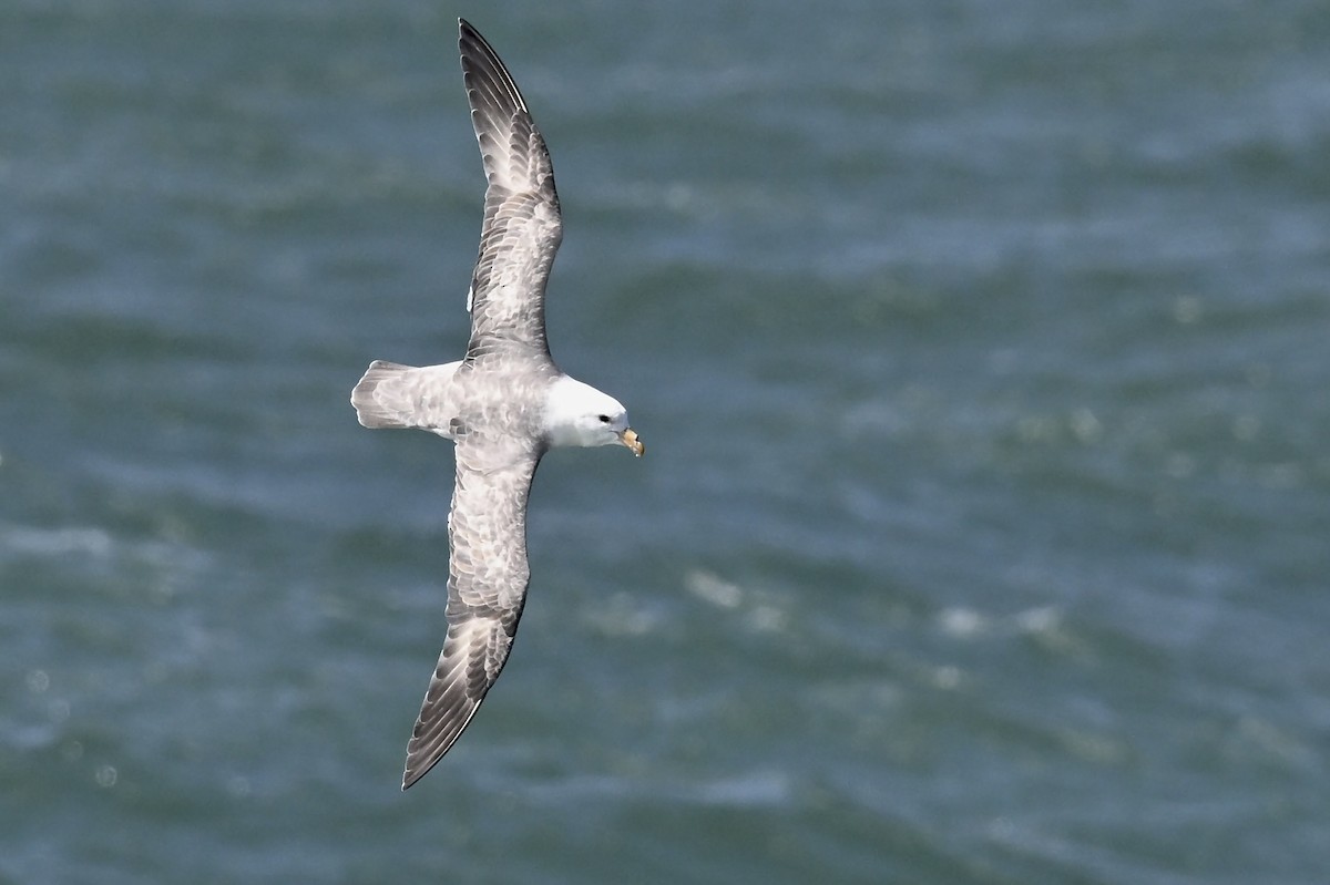 Northern Fulmar - ML626552547