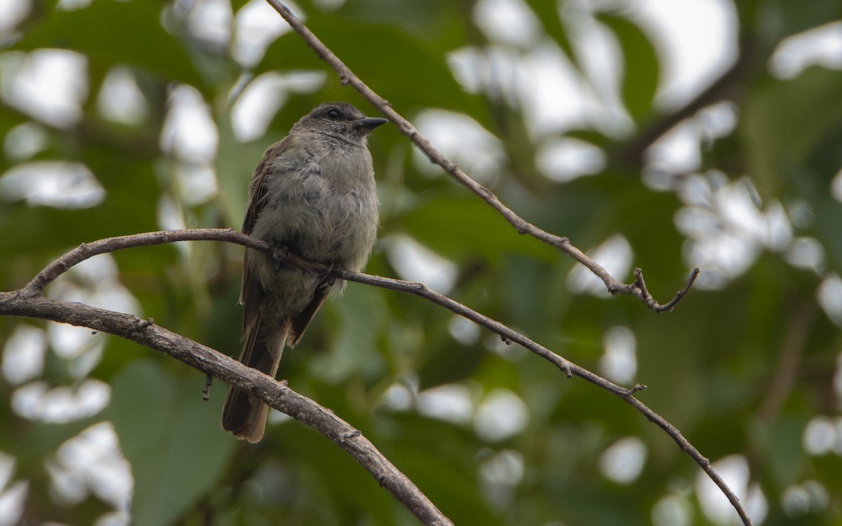 Crowned Slaty Flycatcher - ML626552548